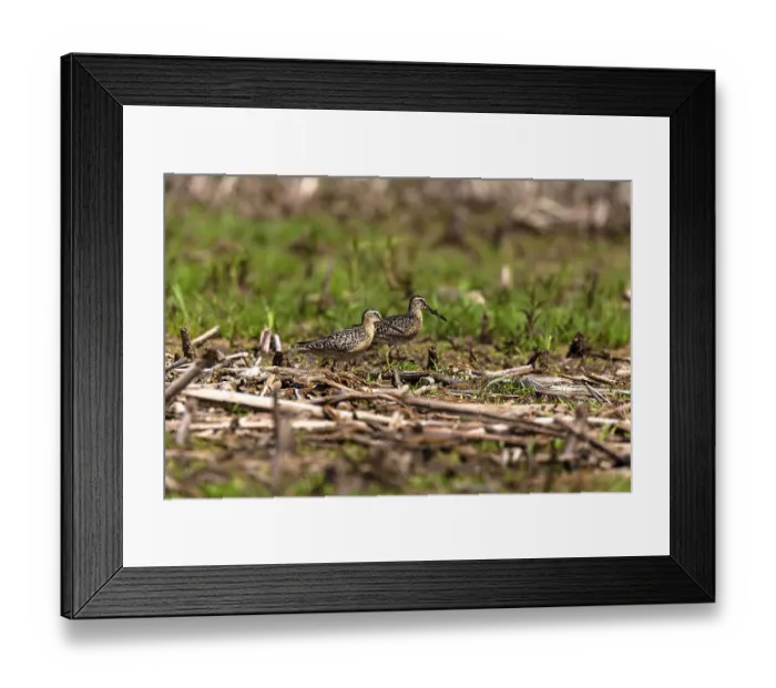 Framed Print : The short-billed dowitcher (Limnodromus griseus)