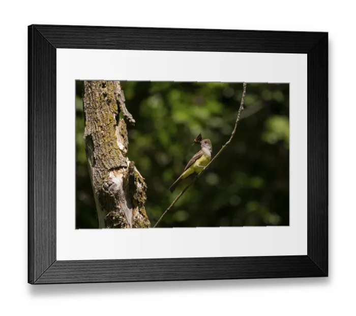 Framed Print : The great crested flycatcher (Myiarchus crinitus) male perched near nest