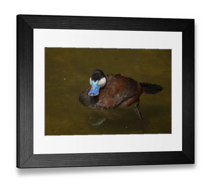 Framed Print : The ruddy duck (Oxyura jamaicensis) is a duck from North America