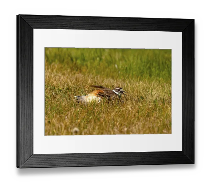 Framed Print : The killdeer (Charadrius vociferus) is a large plover found in the Americas
