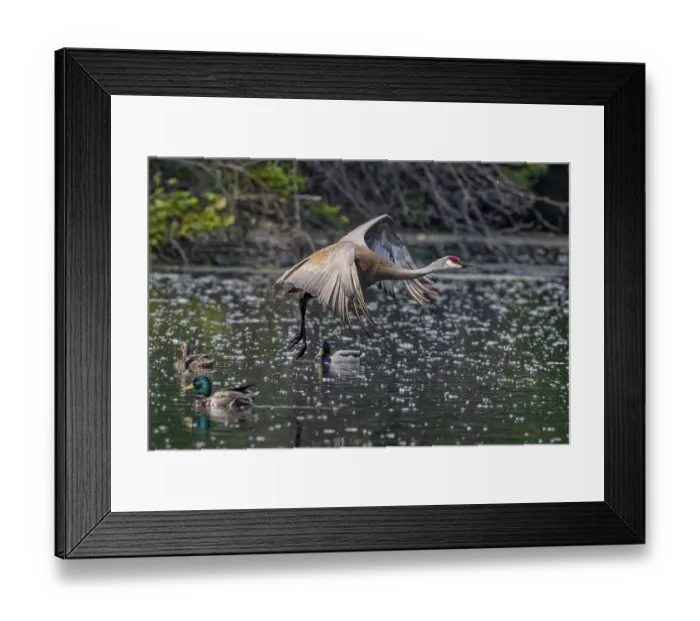 Framed Print : The Sandhill crane (Antigone canadensis) in flight