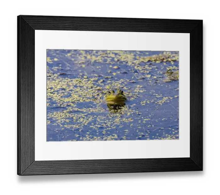 Framed Print : Lithobates sylvaticus or Rana sylvatica Framed Print : Lithobates sylvaticus or Rana sylvatica