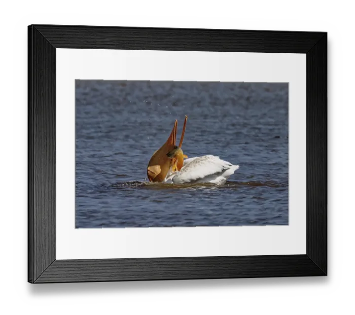 Framed Print : The American white pelican (Pelecanus erythrorhynchos) on the hunt
