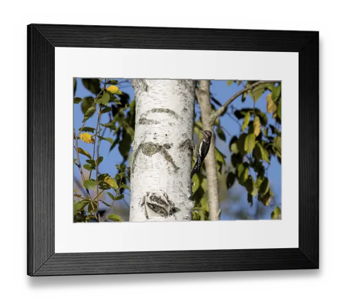 Framed Print : The yellow-bellied sapsucker (Sphyrapicus varius)