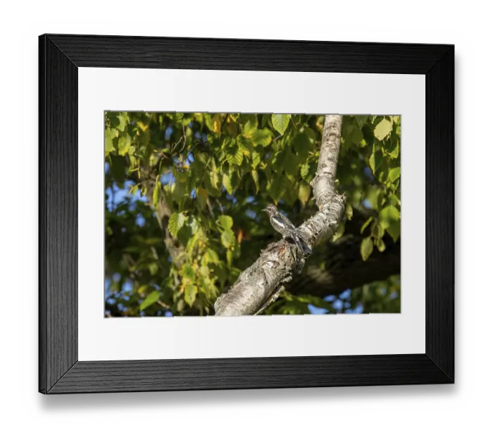 Framed Print : The yellow-bellied sapsucker (Sphyrapicus varius) Framed Print : The yellow-bellied sapsucker (Sphyrapicus varius)