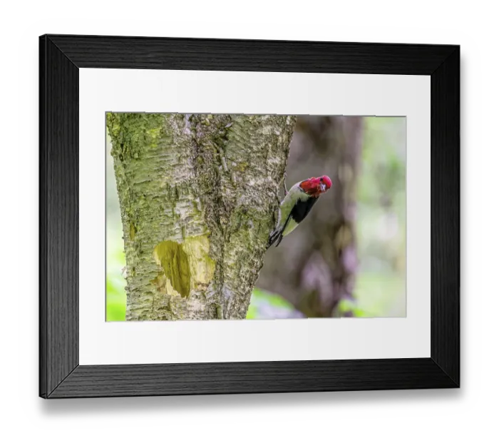 Framed Print : The red-headed woodpecker (Melanerpes erythrocephalus) bringing food for young into the nesting cavity