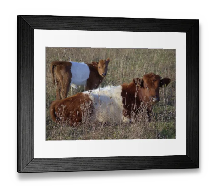 Framed Print : Lakenveld cattle, used for nature conservation (grazing) Dutch belted cattle