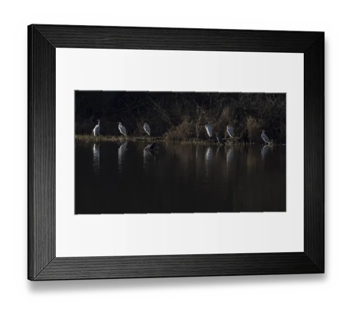 Framed Print : Six great egrets, a grey heron and a cormorant sit on the banks of the Saxon Saale