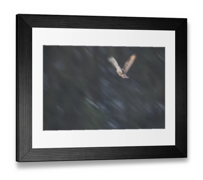 Framed Print : Moving image of an eagle owl in front of a spruce forest