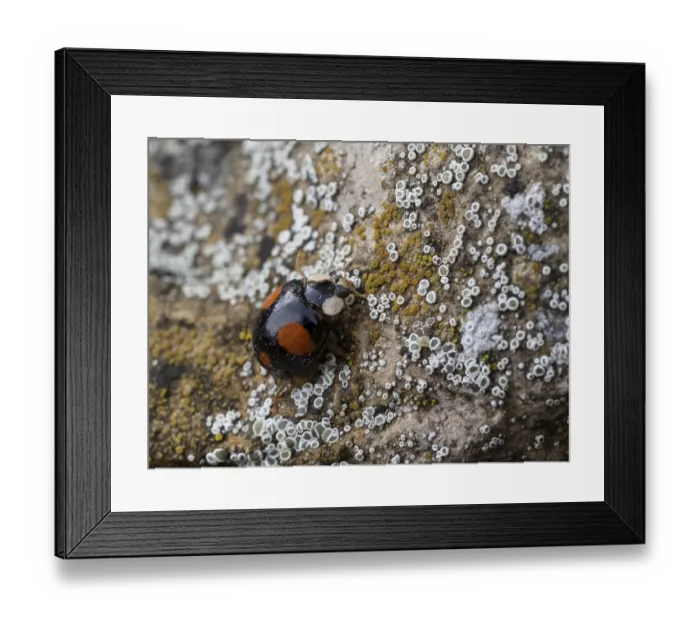 Framed Print : A two-spotted ladybird crawls onto a stone covered with lichen
