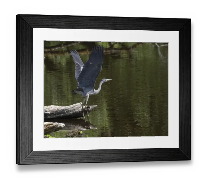 Framed Print : A grey heron taking off on the Saale