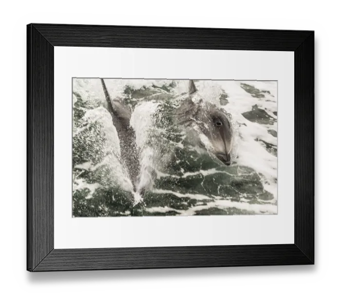 Framed Print : Two white-striped dolphins break through the surface of the water to catch their breath