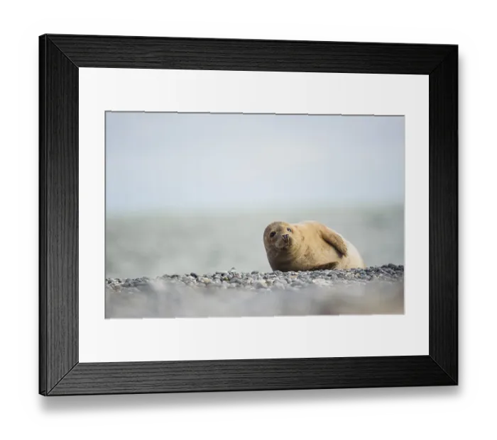 Framed Print : A grey seal lies on a pebbly beach of the Helgoland dune