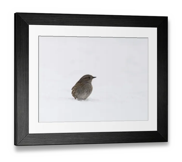 Framed Print : A dunnock sits in the snow and observes its territory