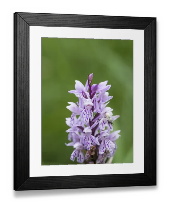 Framed Print : A Goldenrod crab spider sits on a Common spotted orchid and holds on to its prey