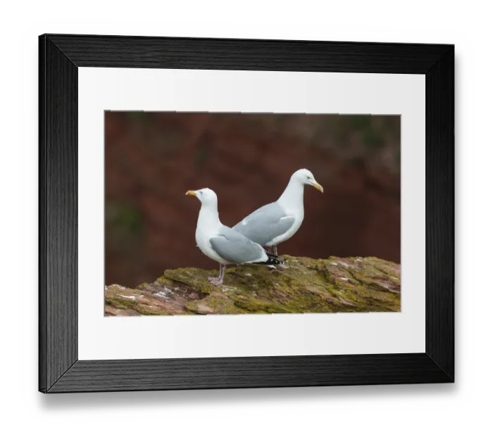 Framed Print : A pair of herring gulls sitting on a cliff on the island of Heligoland
