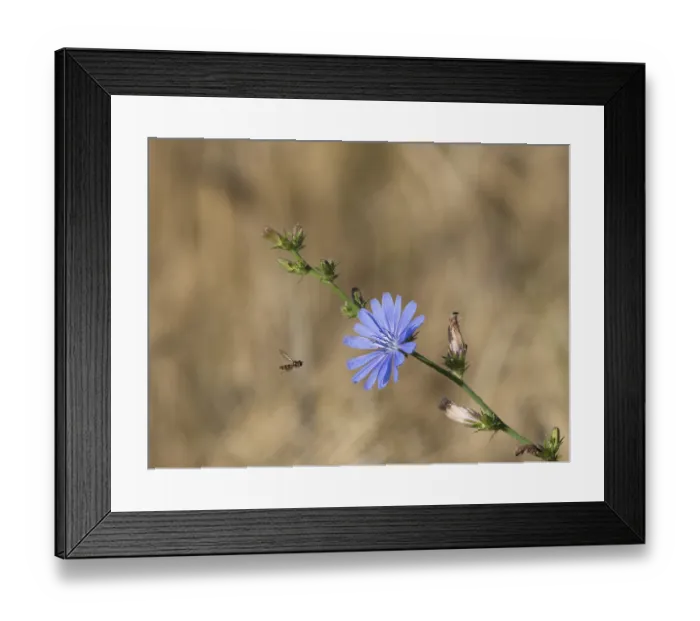 Framed Print : A hoverfly in front of a chicory flower
