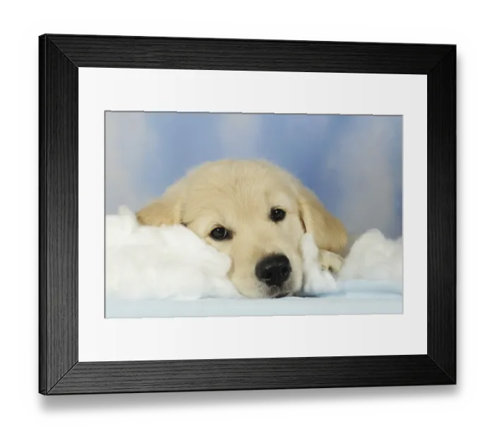 Framed Print : Golden Retriever puppy, 8 weeks old