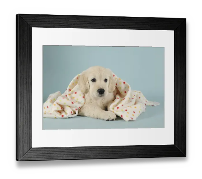 Framed Print : Golden Retriever Puppy lying with polka-dotted blanket Framed Print : Golden Retriever Puppy lying with polka-dotted blanket