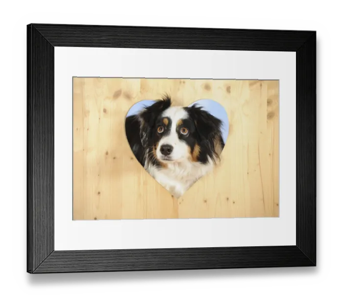 Framed Print : Australian Shepherd, tricolor, bitch looking through wooden wall with heart