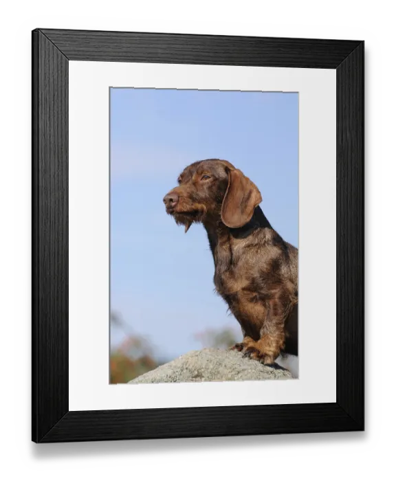 Framed Print : Rough-haired dachshund, red, bitch, on the lookout Framed Print : Rough-haired dachshund, red, bitch, on the lookout