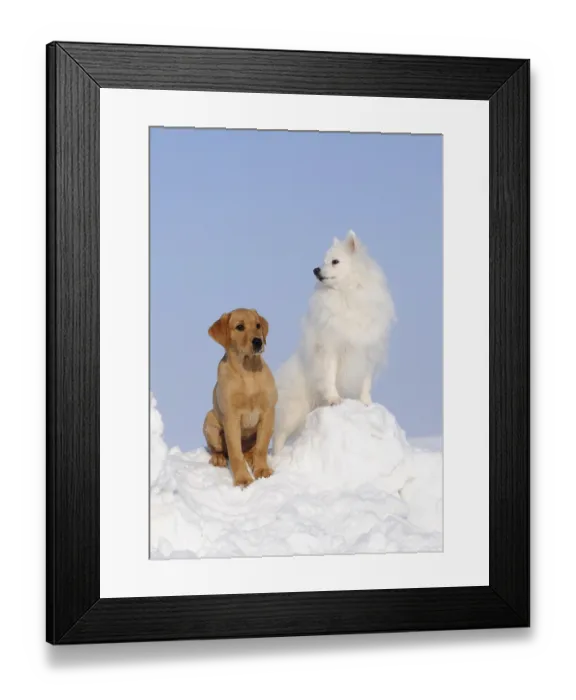 Framed Print : Labrador Retriever, yellow, puppy 10 weeks and Japanese Spitz