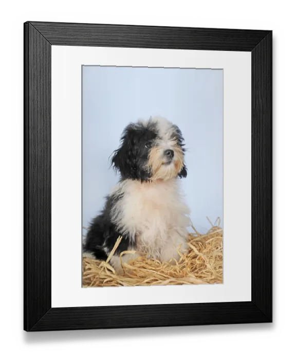 Framed Print : Havanese, puppy, 14 weeks, sitting on straw Framed Print : Havanese, puppy, 14 weeks, sitting on straw