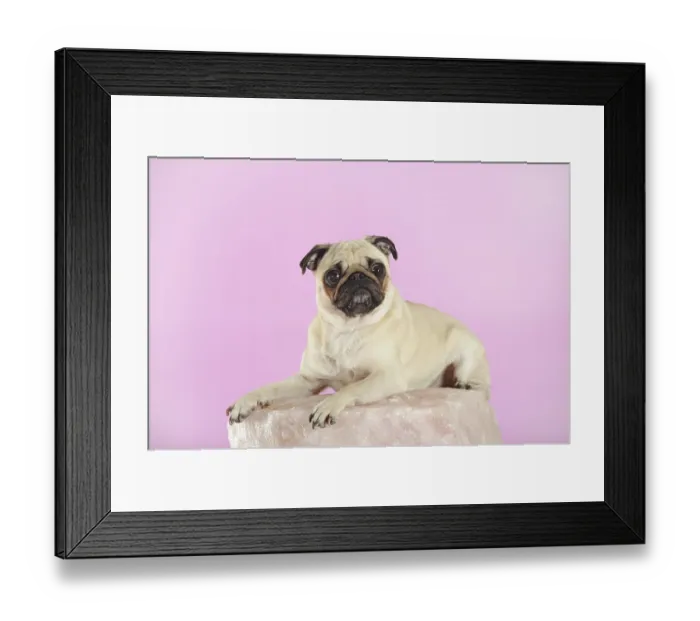 Framed Print : Pug, beige, bitch, lying, studio shot, Austria Framed Print : Pug, beige, bitch, lying, studio shot, Austria