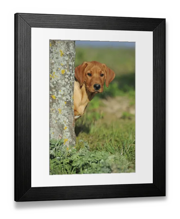 Framed Print : Labrador Retriever, yellow, puppy