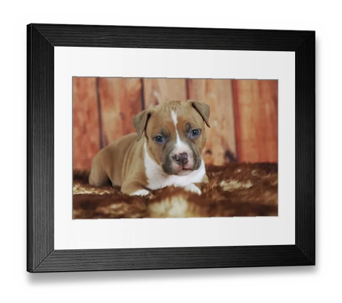 Framed Print : American Staffordshire Terrier