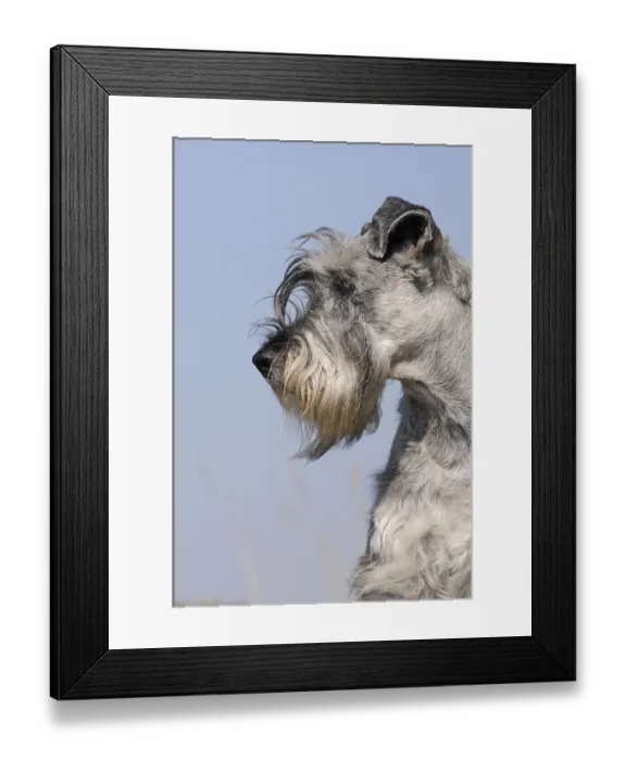 Framed Print : Schnauzer, pepper salt, animal portrait, Austria Framed Print : Schnauzer, pepper salt, animal portrait, Austria