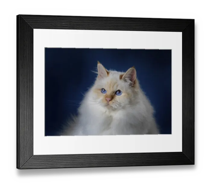 Framed Print : Sacred Birman, tomcat, animal portrait, Austria Framed Print : Sacred Birman, tomcat, animal portrait, Austria