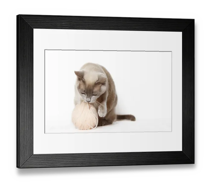 Framed Print : Burmese cat playing with a ball of yarn Framed Print : Burmese cat playing with a ball of yarn