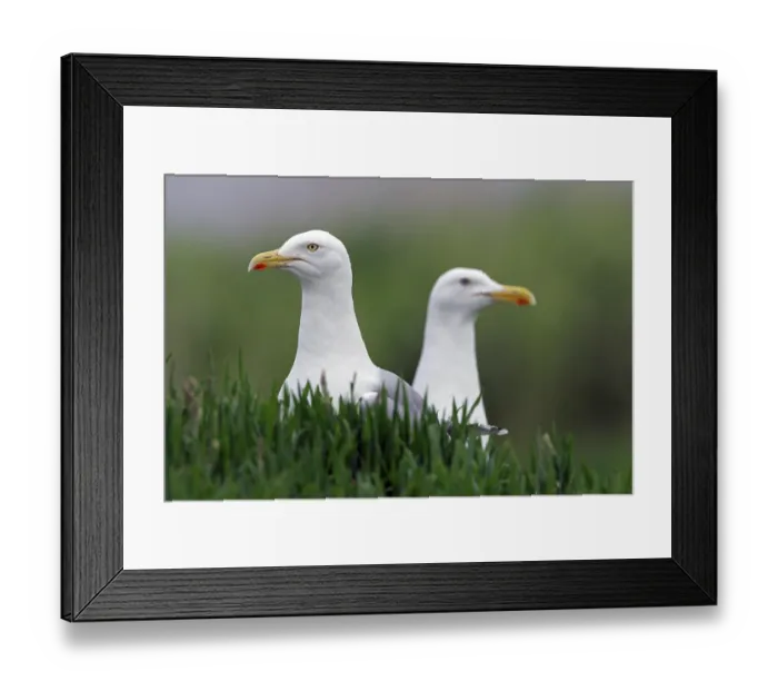 Framed Print : Herring gull - pair of herring gulls (Larus argentatus) Herring gull - pair of herring gulls (Larus argentatus)