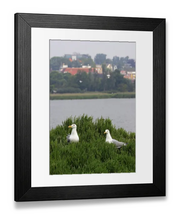 Framed Print : Couple of herring gull in the breeding area (Larus argentatus) Framed Print : Couple of herring gull in the breeding area (Larus argentatus)