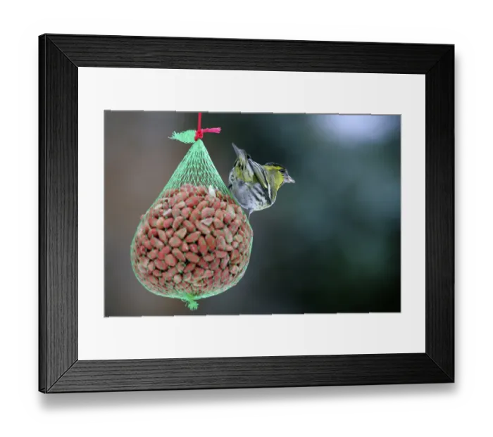 Framed Print : Siskin - male in winter (Carduelis spinus) (Spinus spinus)
