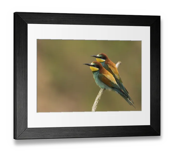 Framed Print : Two bee-eaters (Merops apiaster) sitting side by side on a branch