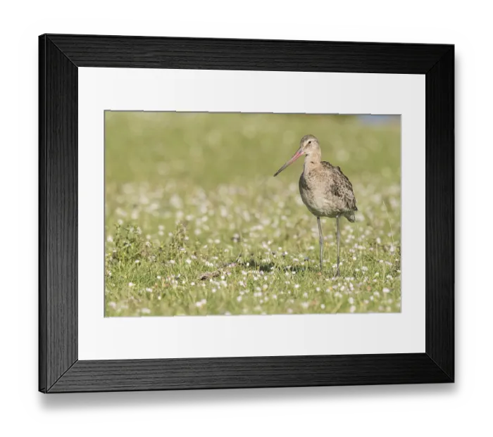 Framed Print : In a meadow, Lauwersmeer, Netherlands