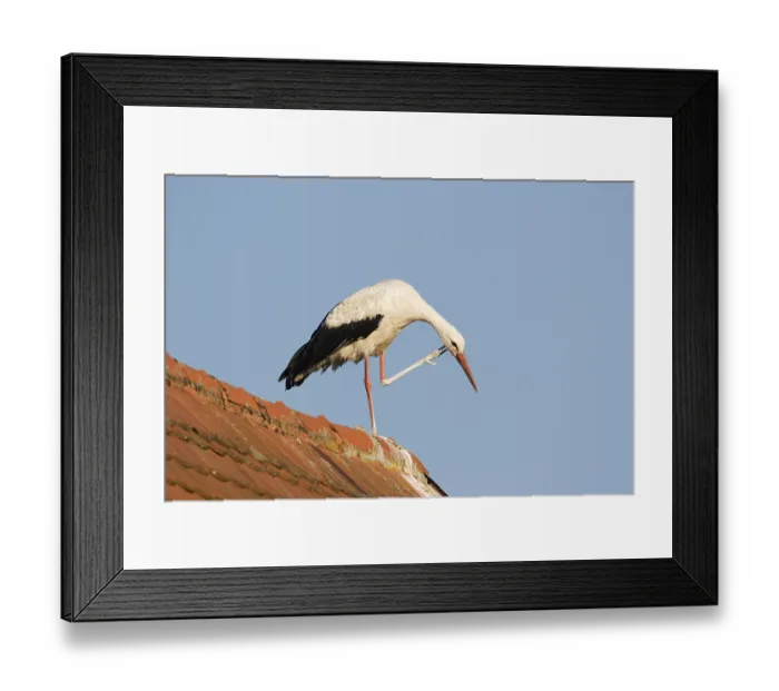 Framed Print : White storch (Ciconia ciconia) on a roof scratching Framed Print : White storch (Ciconia ciconia) on a roof scratching