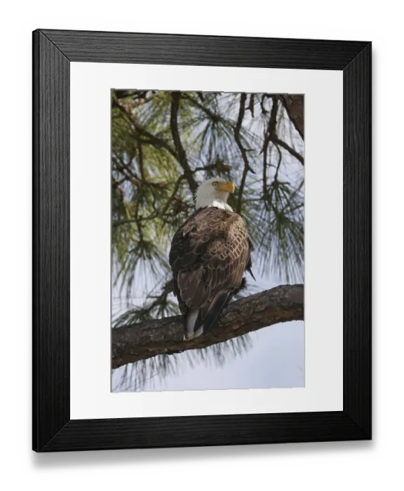 Framed Print : Bald Eagle (Haliaeetus leucocephalus) perched on a branch Framed Print : Bald Eagle (Haliaeetus leucocephalus) perched on a branch