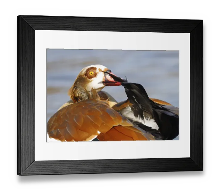 Framed Print : Egyptian goose (Alopochen aegyptiaca) at plumage care