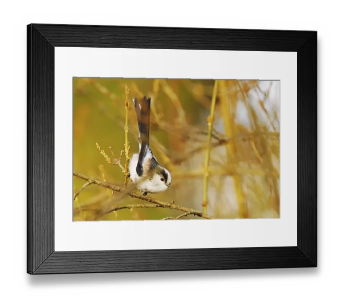 Framed Print : Tail Tit (Aegithalos caudatus europaeus)