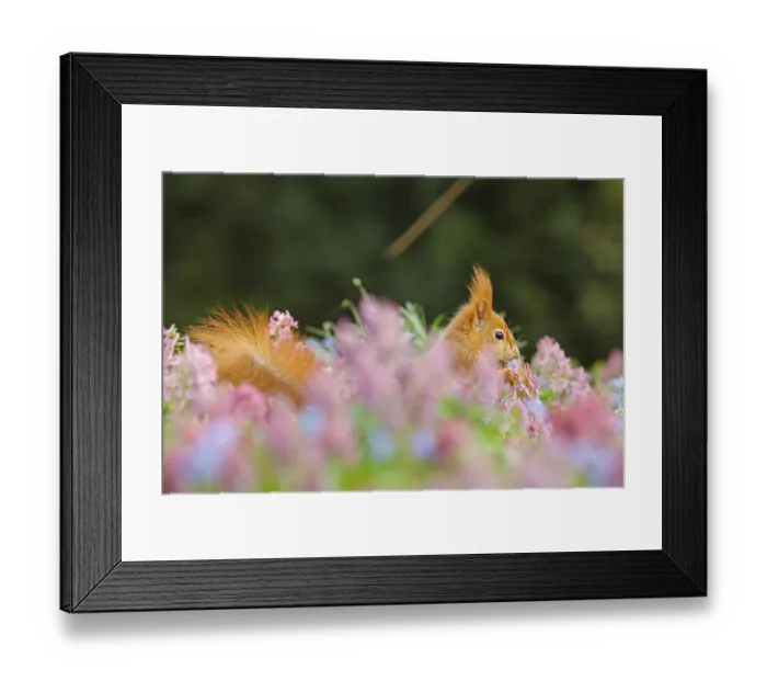 Framed Print : Eurasian red squirrel (Sciurus vulgaris) in a flower meadow
