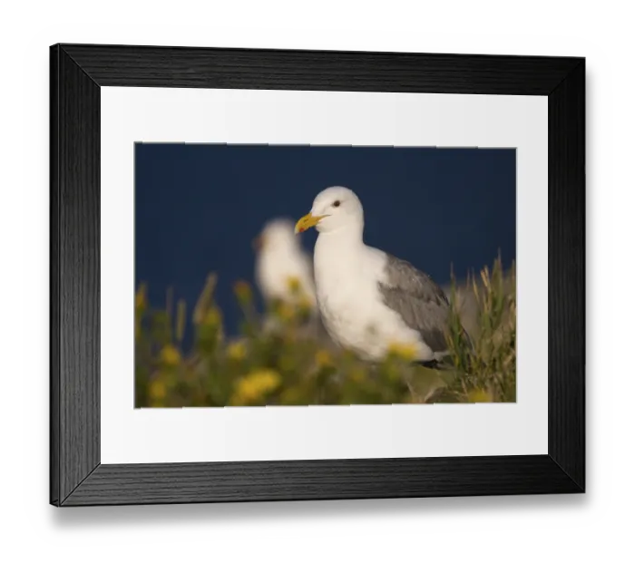 Framed Print : Portrait of a seagull Framed Print : Portrait of a seagull