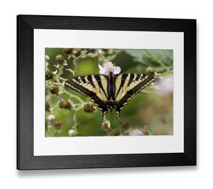 Framed Print : Western Tiger Swallowtail at a flower Framed Print : Western Tiger Swallowtail at a flower
