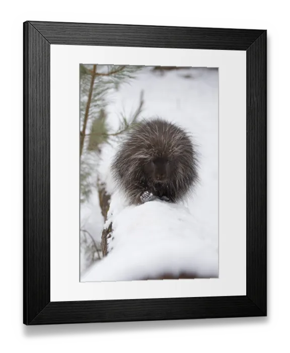 Framed Print : Porcupine wlking on a log in winter Framed Print : Porcupine wlking on a log in winter