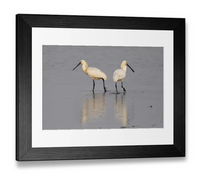 Framed Print : Two Eurasian Spoonbill (Platalea leucorodia) stalking through the mudflat at low tide Framed Print : Two Eurasian Spoonbill (Platalea leucorodia) stalking through the mudflat at low tide