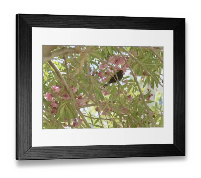 Framed Print : Little blackbird perched on the branch of a tree with pink flowers Framed Print : Little blackbird perched on the branch of a tree with pink flowers