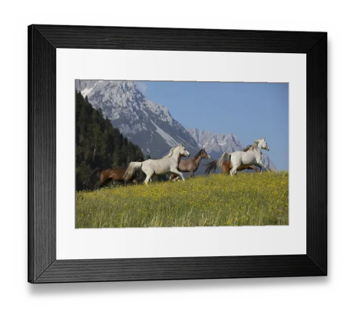 Framed Print : Thoroughbred Arabian mare herd on the meadow at the foot of the Wilder Kaiser Framed Print : Thoroughbred Arabian mare herd on the meadow at the foot of the Wilder Kaiser