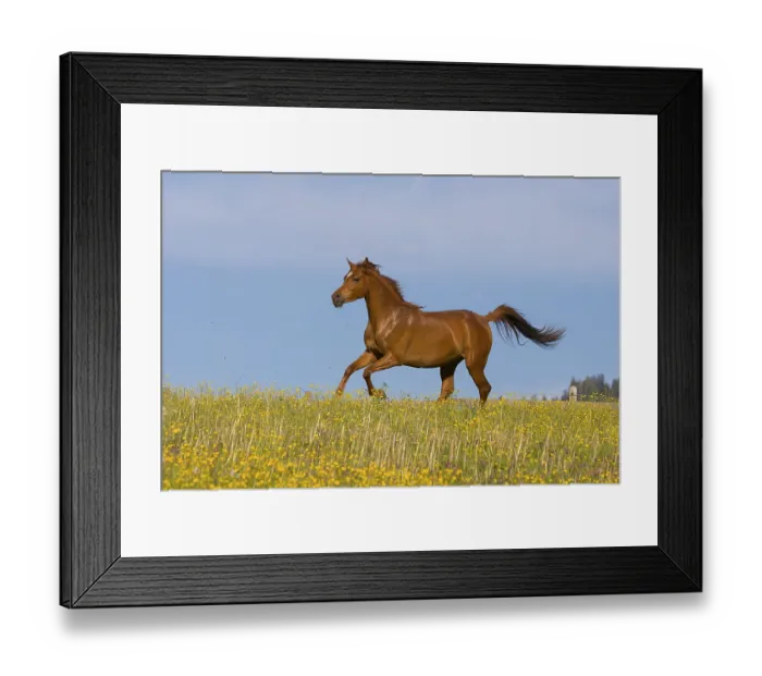 Framed Print : Young thoroughbred Arabian mare gallops over the flower meadow Framed Print : Young thoroughbred Arabian mare gallops over the flower meadow